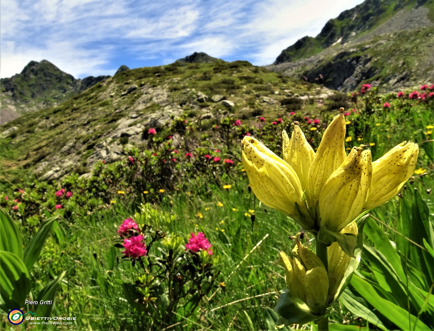 36 Gentiana punctata tra Rododendri rossi.JPG